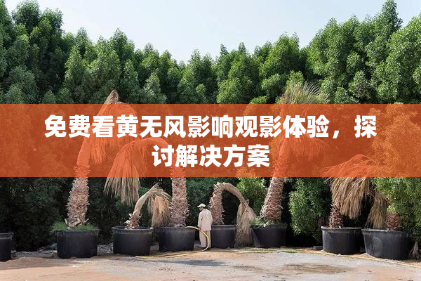 免费看黄无风影响观影体验，探讨解决方案