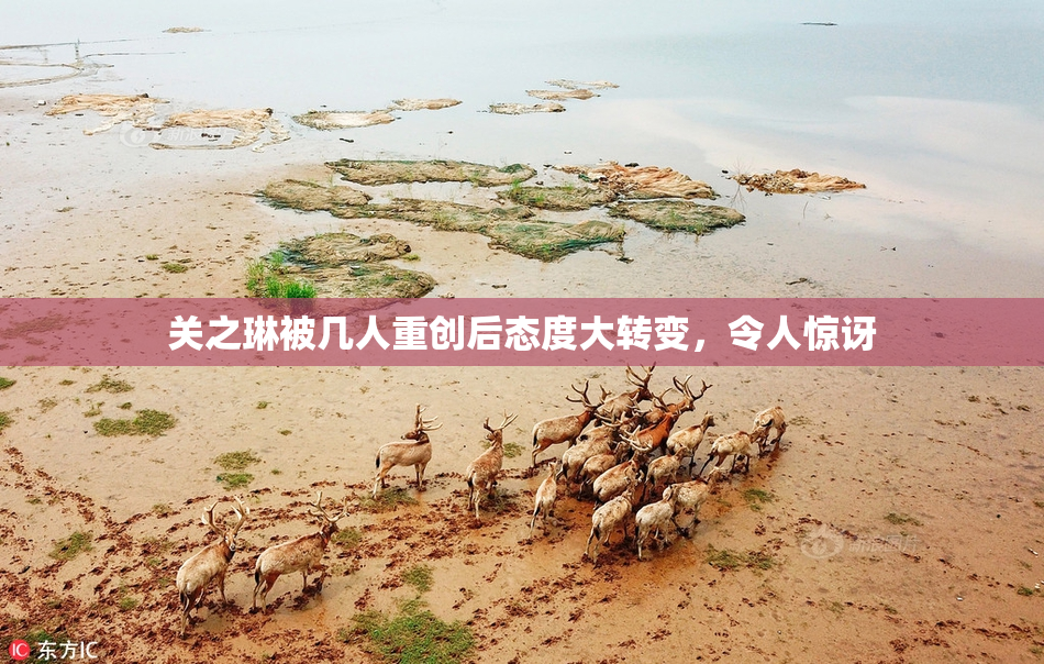 关之琳被几人重创后态度大转变，令人惊讶