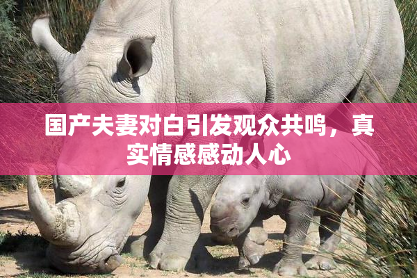 国产夫妻对白引发观众共鸣，真实情感感动人心