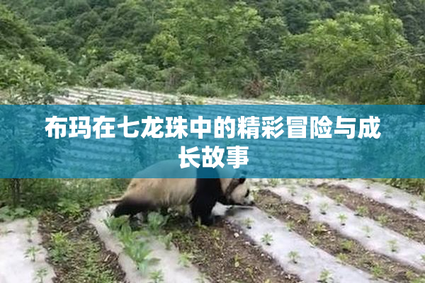 布玛在七龙珠中的精彩冒险与成长故事