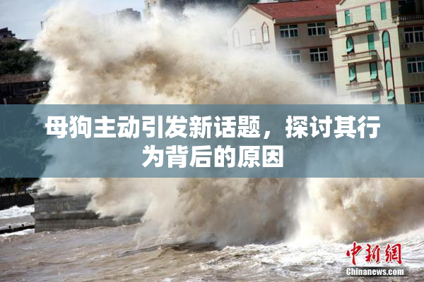 母狗主动引发新话题，探讨其行为背后的原因