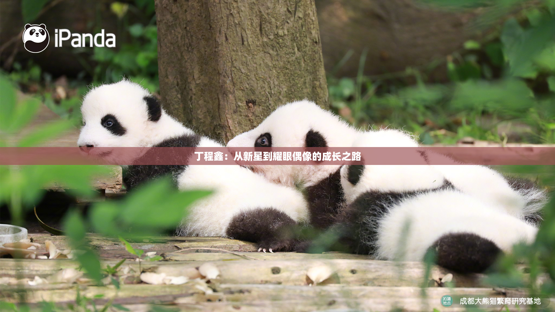 丁程鑫：从新星到耀眼偶像的成长之路