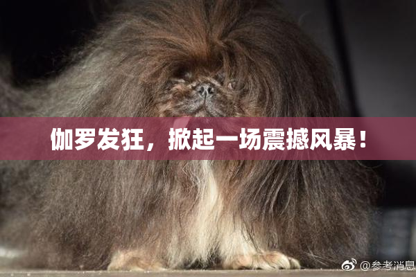伽罗发狂，掀起一场震撼风暴！