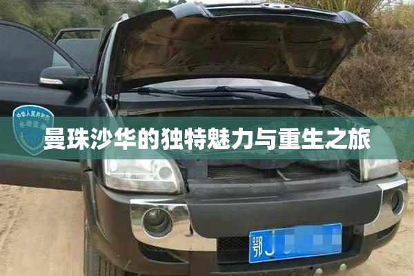 曼珠沙华的独特魅力与重生之旅