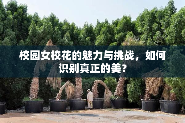 校园女校花的魅力与挑战，如何识别真正的美？
