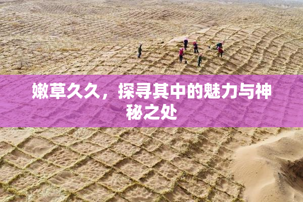 嫩草久久，探寻其中的魅力与神秘之处