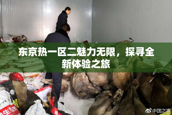 东京热一区二魅力无限，探寻全新体验之旅
