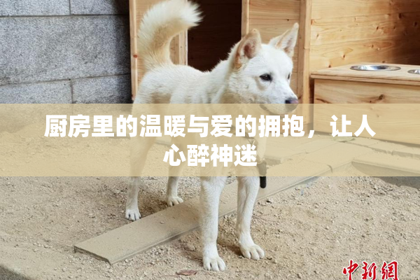 厨房里的温暖与爱的拥抱，让人心醉神迷