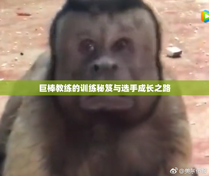 巨棒教练的训练秘笈与选手成长之路