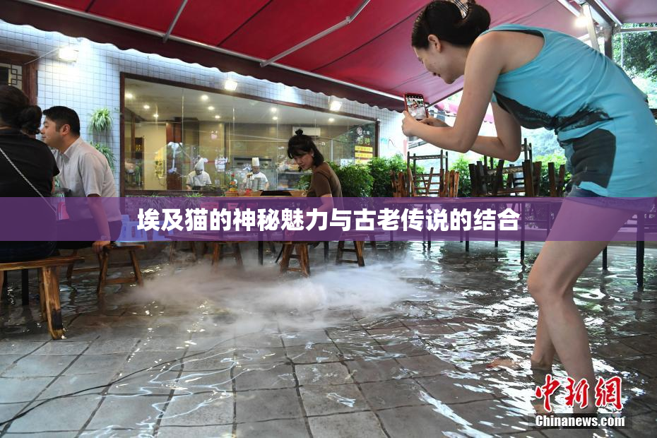 埃及猫的神秘魅力与古老传说的结合