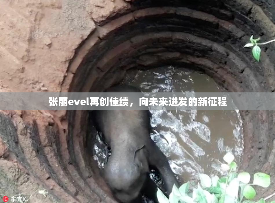 张丽evel再创佳绩，向未来进发的新征程