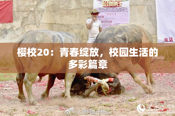 樱校20：青春绽放，校园生活的多彩篇章