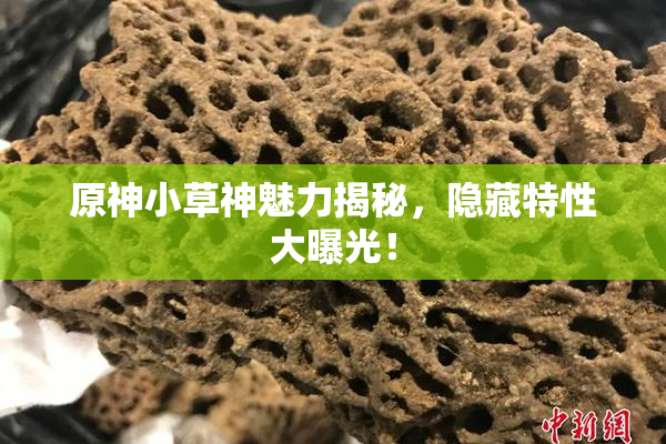 原神小草神魅力揭秘，隐藏特性大曝光！