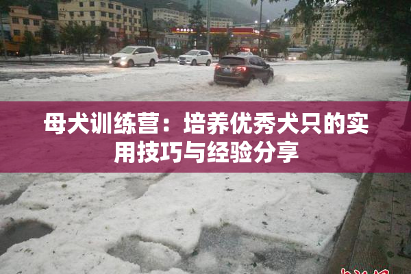 母犬训练营：培养优秀犬只的实用技巧与经验分享