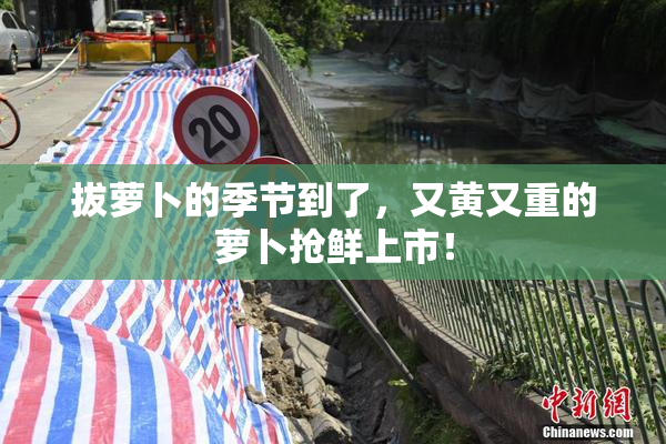 拔萝卜的季节到了，又黄又重的萝卜抢鲜上市！