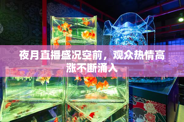 夜月直播盛况空前，观众热情高涨不断涌入