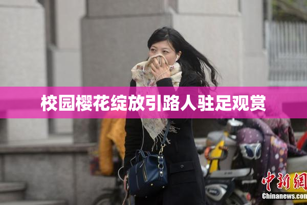 校园樱花绽放引路人驻足观赏