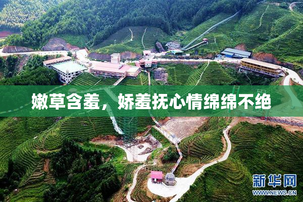 嫩草含羞，娇羞抚心情绵绵不绝