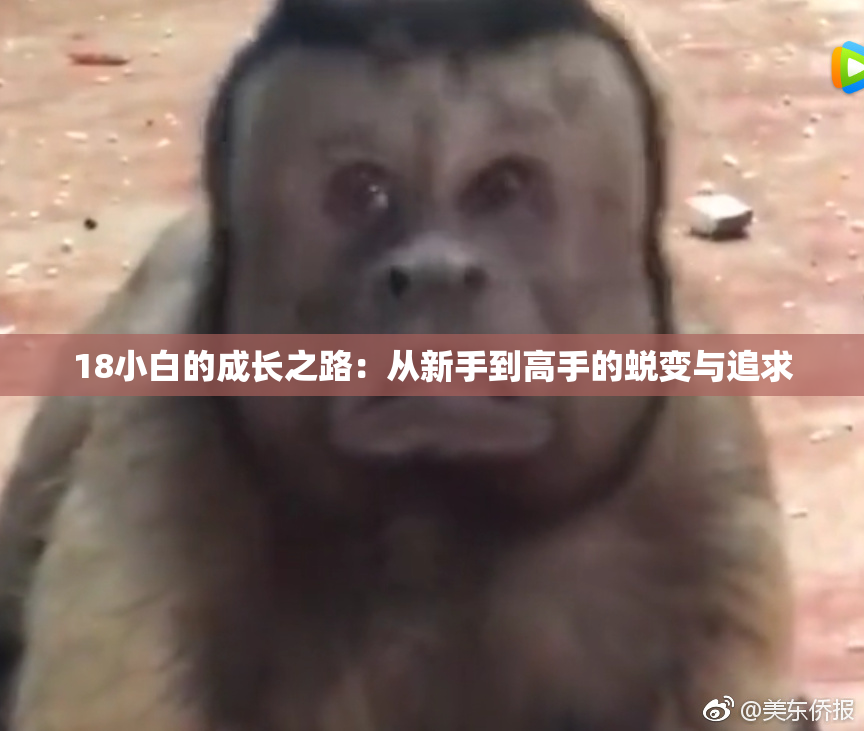 18小白的成长之路：从新手到高手的蜕变与追求