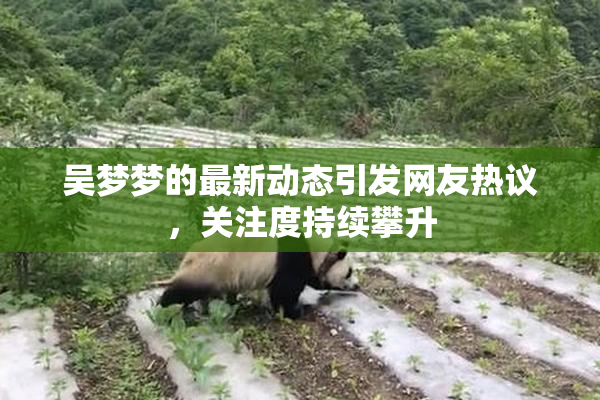吴梦梦的最新动态引发网友热议，关注度持续攀升