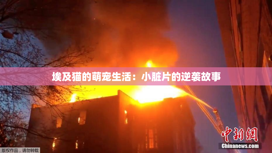 埃及猫的萌宠生活：小脏片的逆袭故事