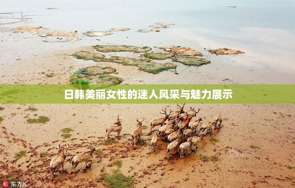日韩美丽女性的迷人风采与魅力展示