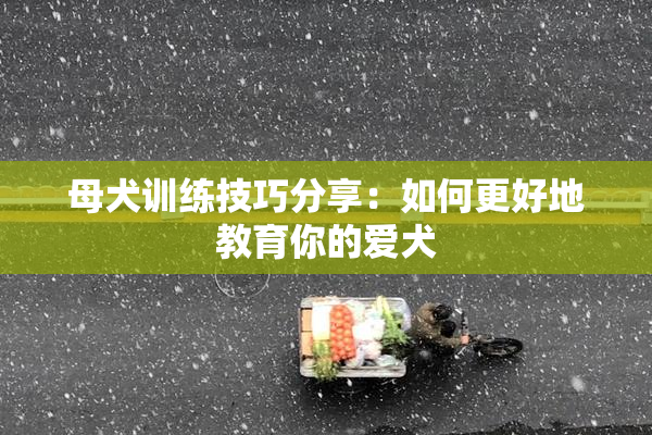 母犬训练技巧分享：如何更好地教育你的爱犬