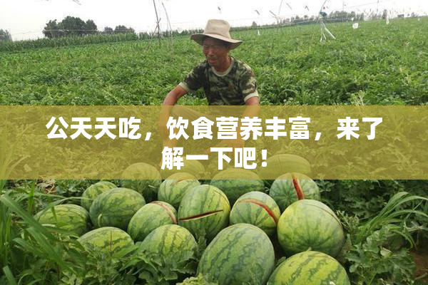 公天天吃，饮食营养丰富，来了解一下吧！