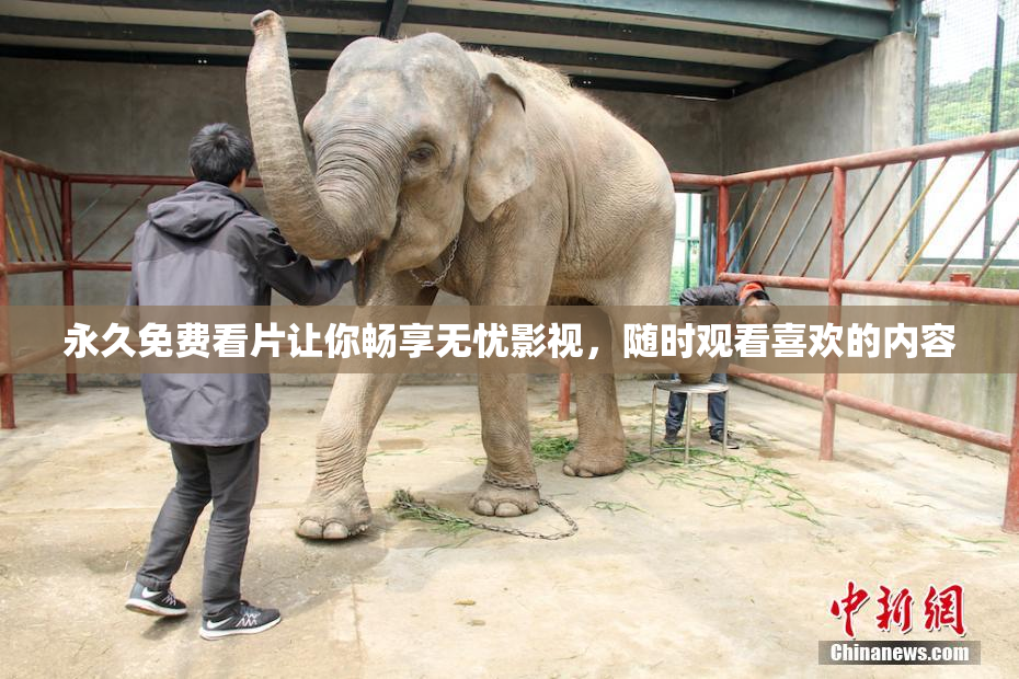 永久免费看片让你畅享无忧影视，随时观看喜欢的内容