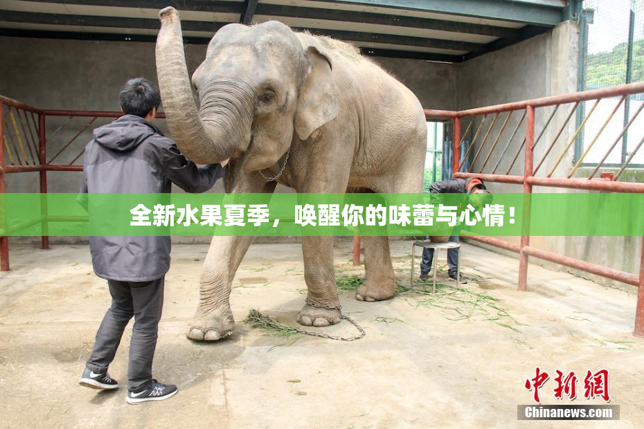 全新水果夏季，唤醒你的味蕾与心情！