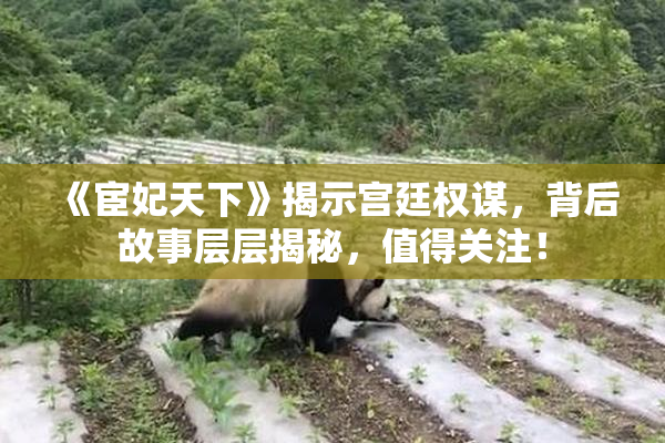 《宦妃天下》揭示宫廷权谋，背后故事层层揭秘，值得关注！