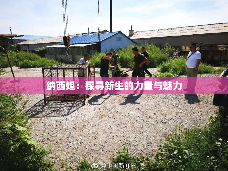 纳西妲：探寻新生的力量与魅力