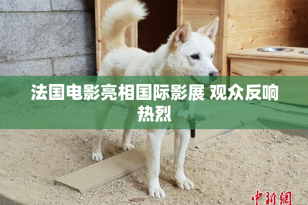 法国电影亮相国际影展 观众反响热烈