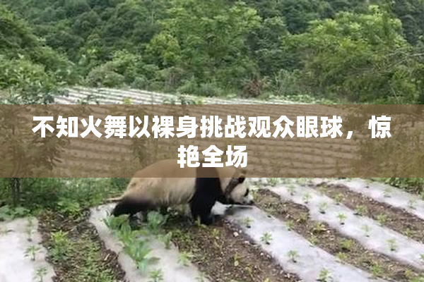不知火舞以裸身挑战观众眼球，惊艳全场