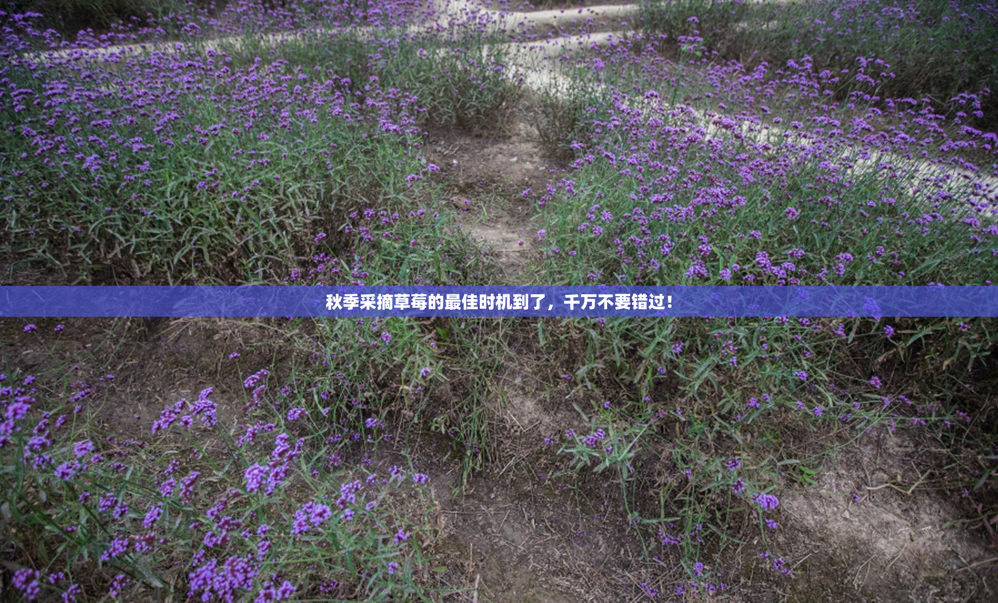 秋季采摘草莓的最佳时机到了，千万不要错过！