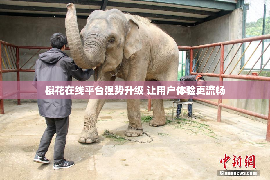 樱花在线平台强势升级 让用户体验更流畅
