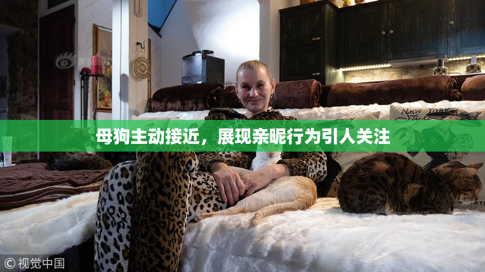 母狗主动接近，展现亲昵行为引人关注