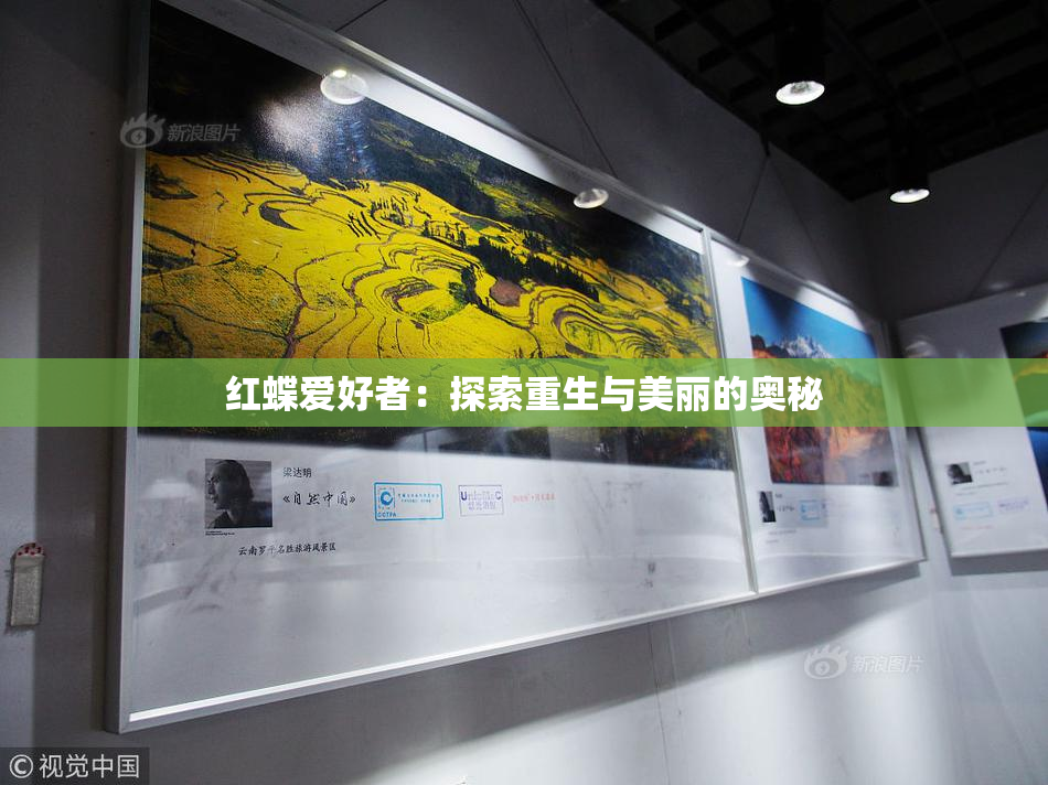 红蝶爱好者：探索重生与美丽的奥秘