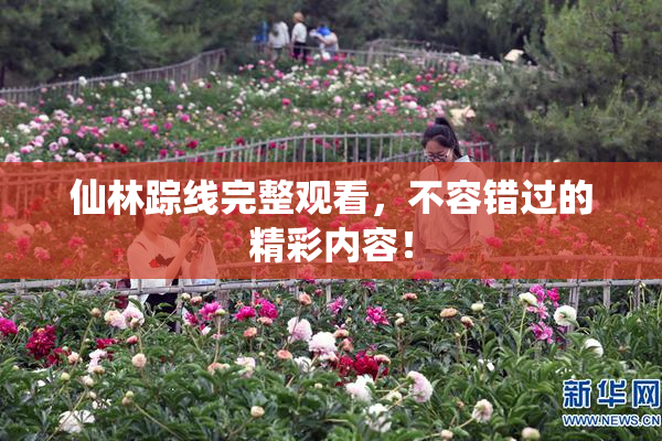 仙林踪线完整观看，不容错过的精彩内容！