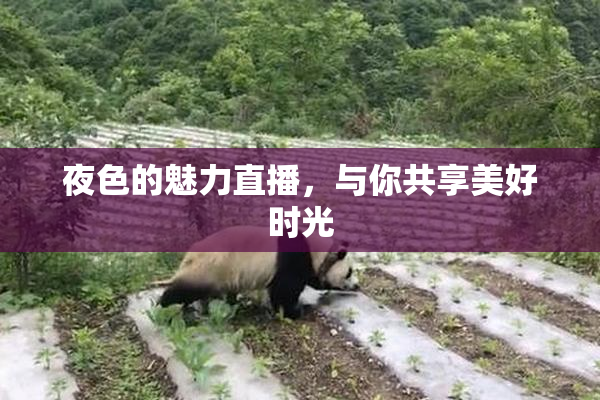 夜色的魅力直播，与你共享美好时光