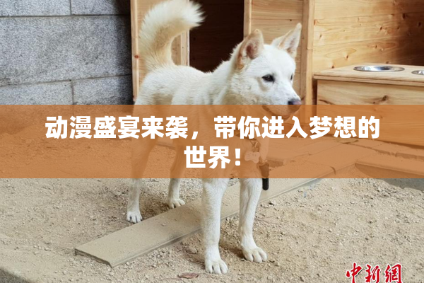 动漫盛宴来袭，带你进入梦想的世界！