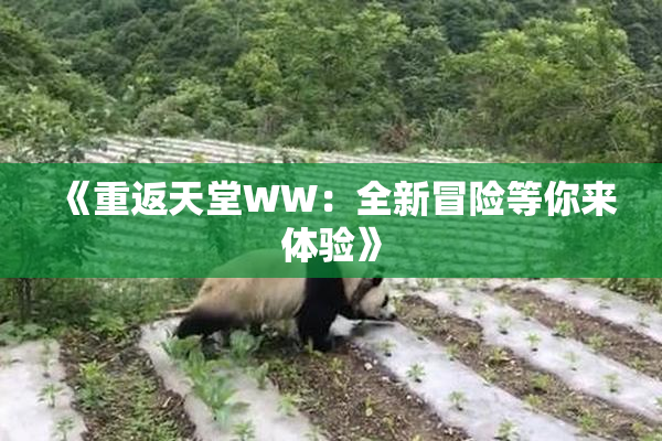 《重返天堂WW：全新冒险等你来体验》