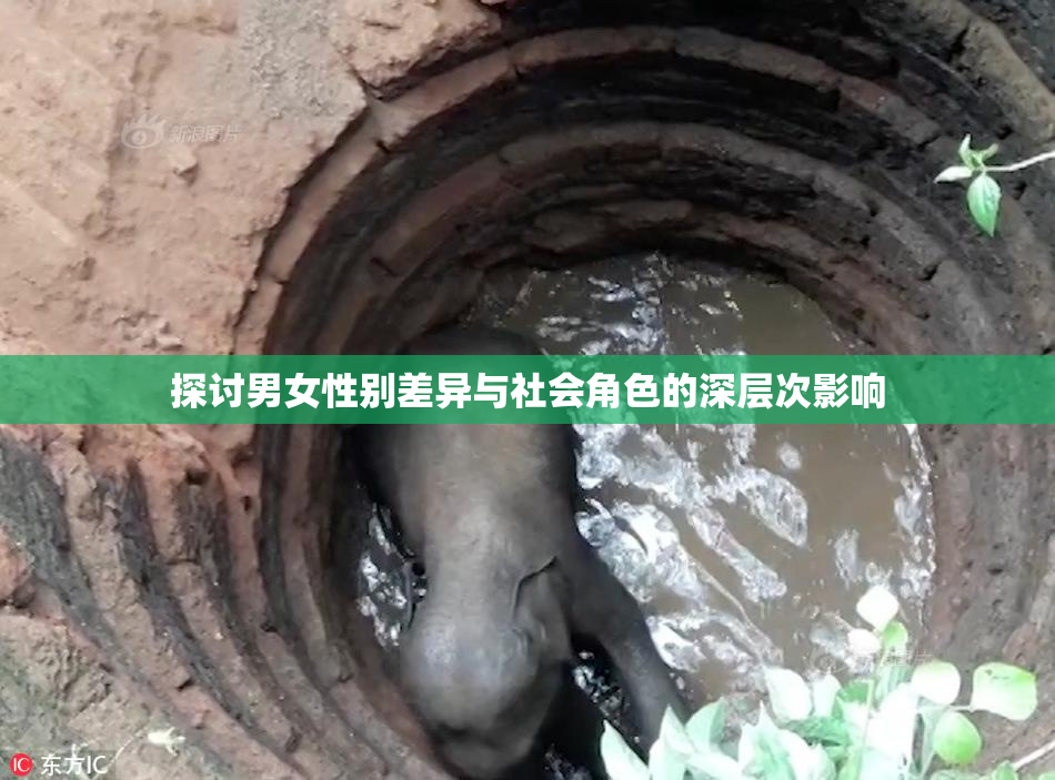 探讨男女性别差异与社会角色的深层次影响