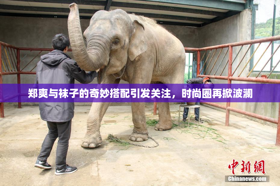 郑爽与袜子的奇妙搭配引发关注，时尚圈再掀波澜