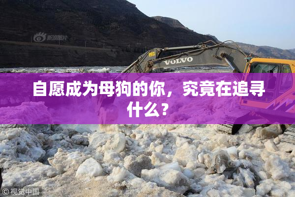 自愿成为母狗的你，究竟在追寻什么？