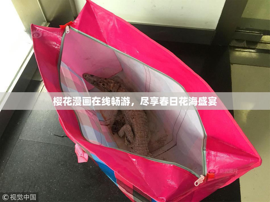 樱花漫画在线畅游，尽享春日花海盛宴