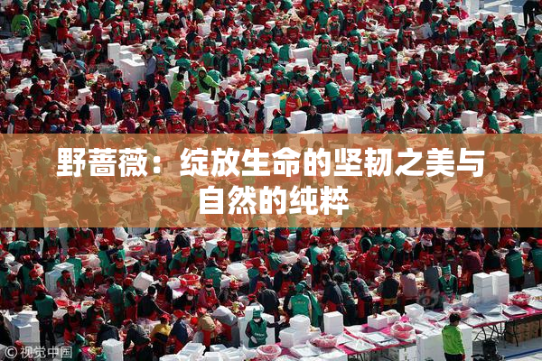 野蔷薇：绽放生命的坚韧之美与自然的纯粹