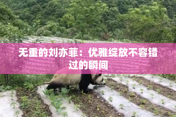 无重的刘亦菲：优雅绽放不容错过的瞬间