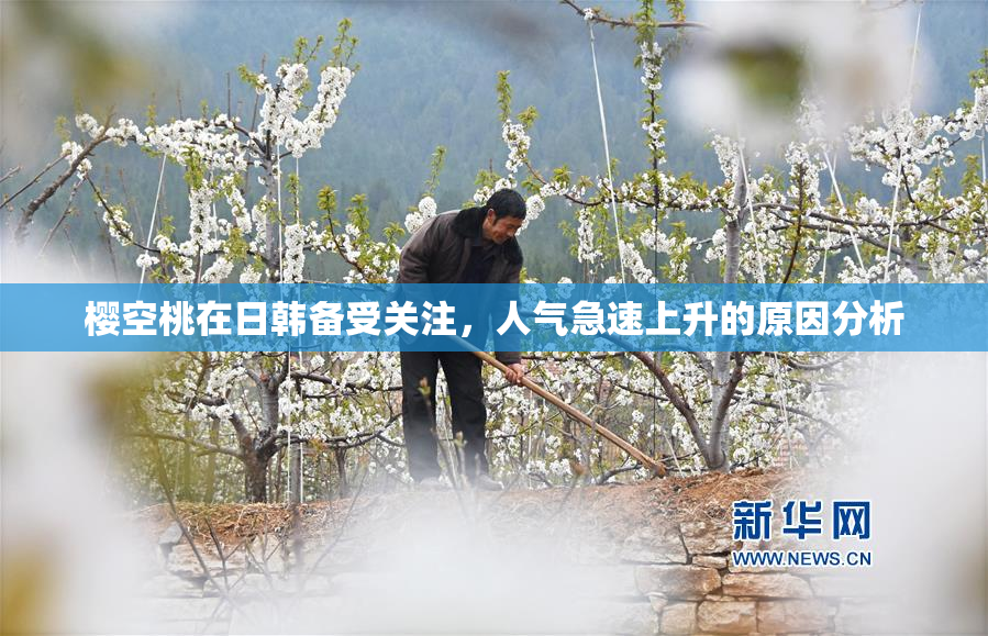 樱空桃在日韩备受关注，人气急速上升的原因分析