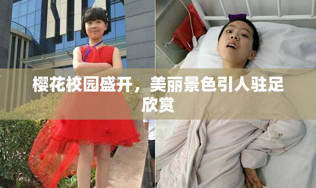 樱花校园盛开，美丽景色引人驻足欣赏